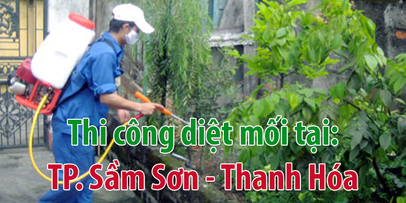 Diệt mối tại Thanh Hóa