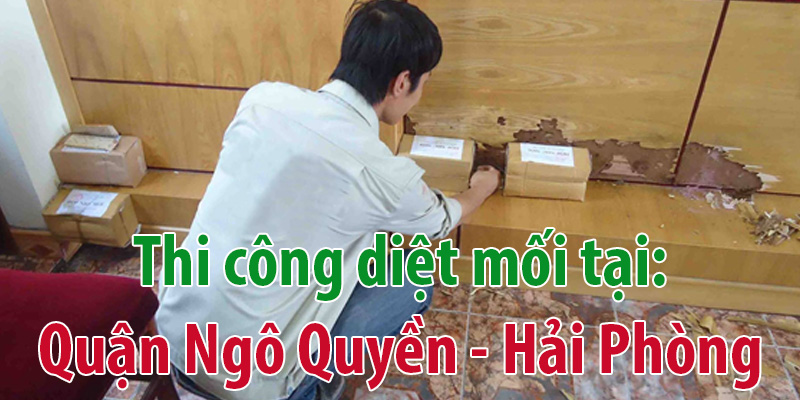 Diệt mối tại Hải Phòng