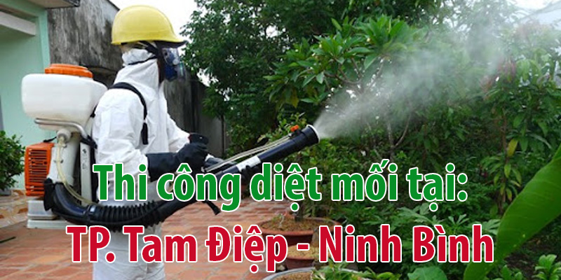 Diệt mối tại Ninh Bình