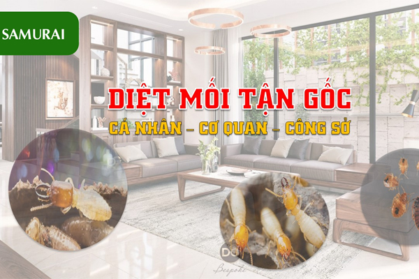 Dịch vụ diệt mối tại Hà Nội